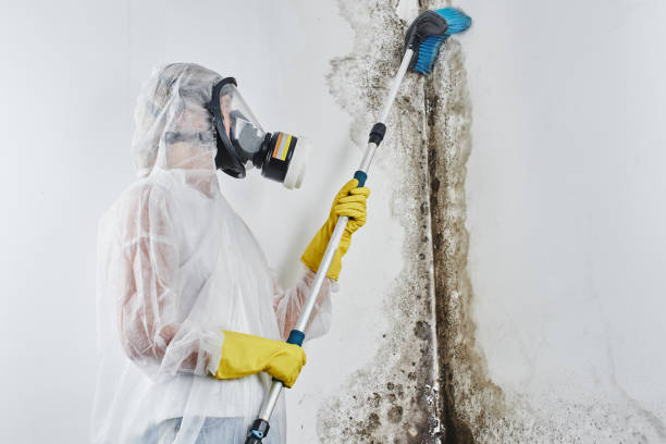 Best Residential Mold Remediation in Vine Hill, CA