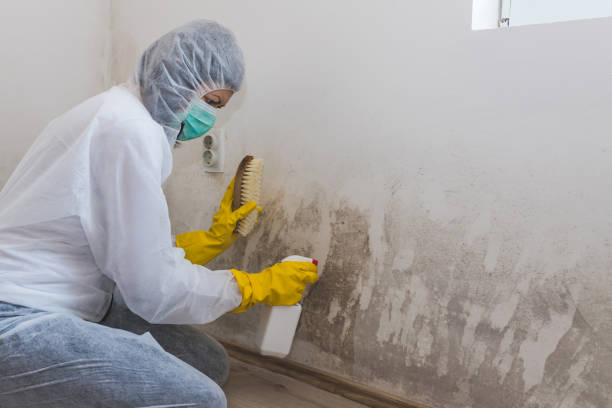 Trusted Vine Hill, CA Mold Remediation Experts