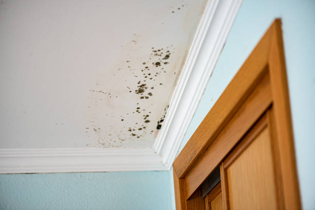 Best Residential Mold Remediation in Vine Hill, CA