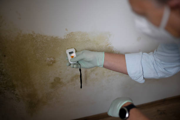 Best Emergency Mold Remediation in Vine Hill, CA