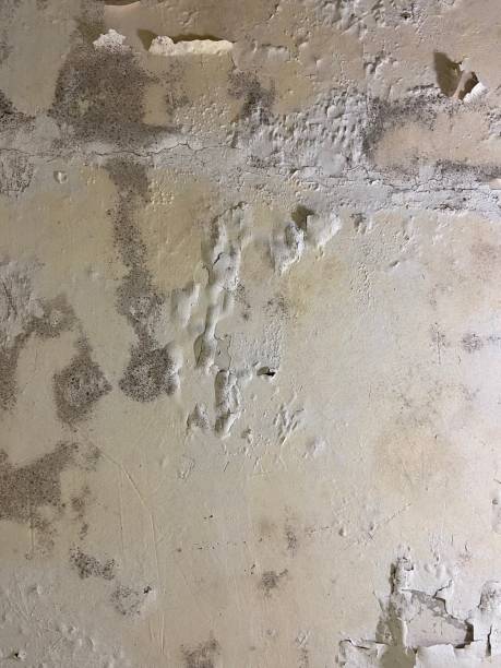 Best Industrial Mold Remediation in Vine Hill, CA